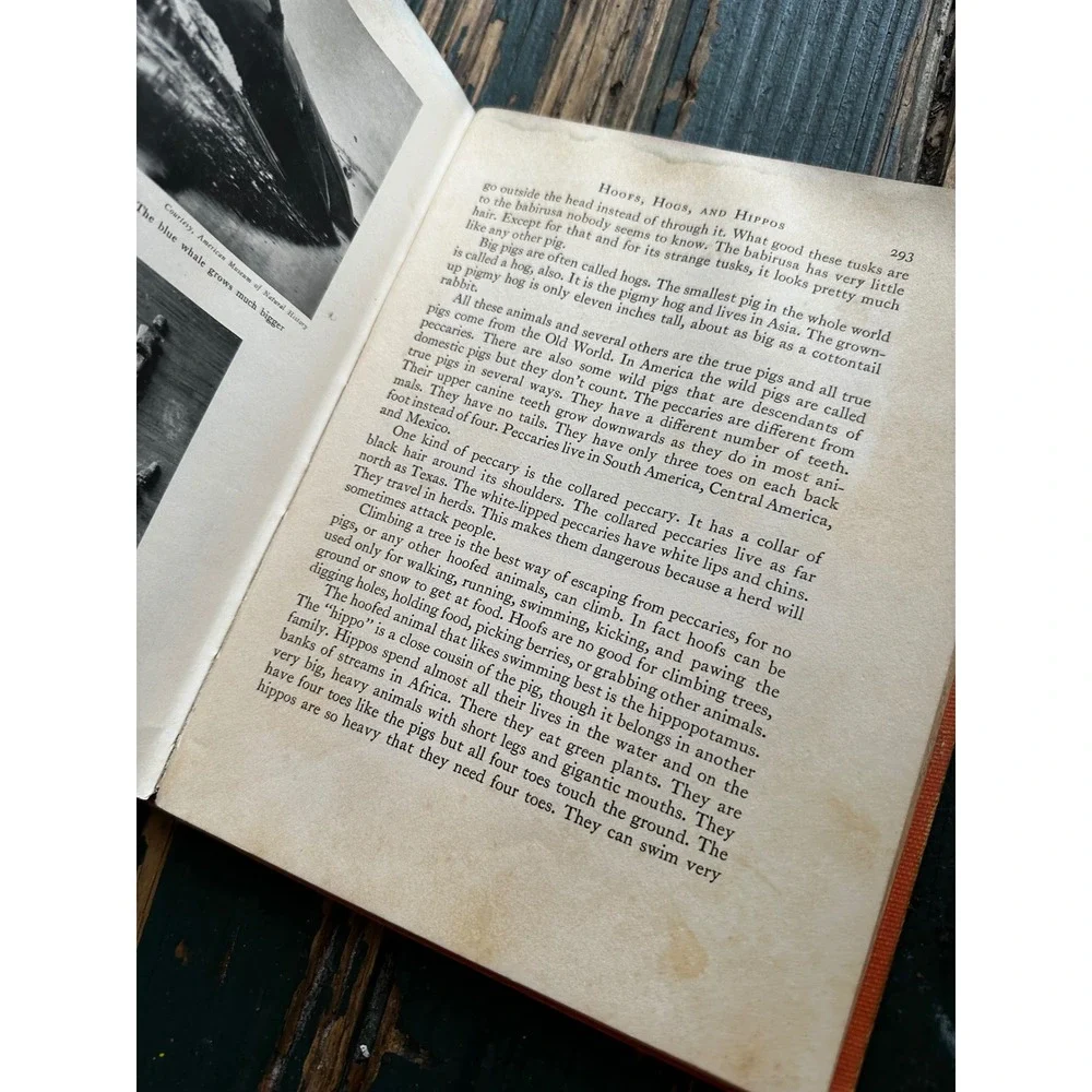 A‎ Child's Story of the Animal World 1936 Edward G Huey Vintage Hardcover Book